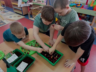 "Огород на подоконнике"