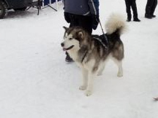 Снежные горизонты