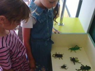 Удивительный мир насекомых