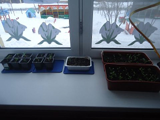 Огород на окошке