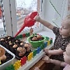 "Огород на подоконнике"